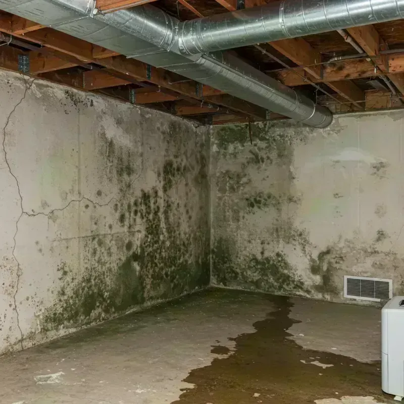 Professional Mold Removal in El Rio, CA